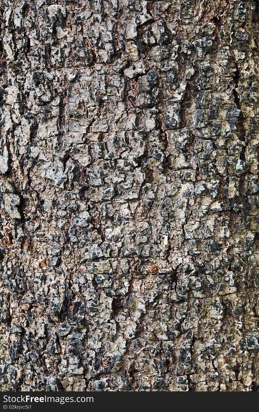 Texture of the wood shell.