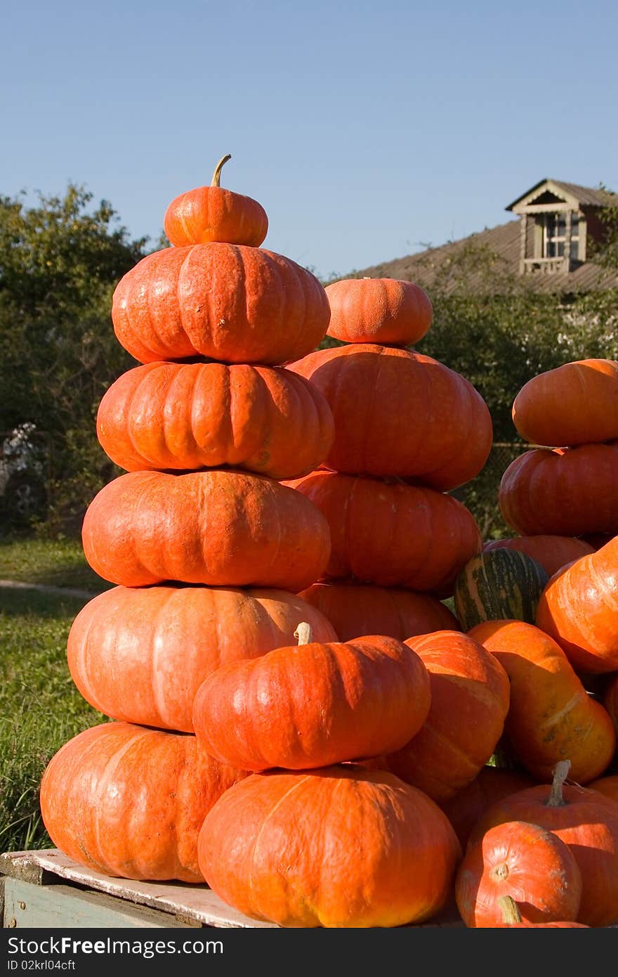 Orange pumpkins