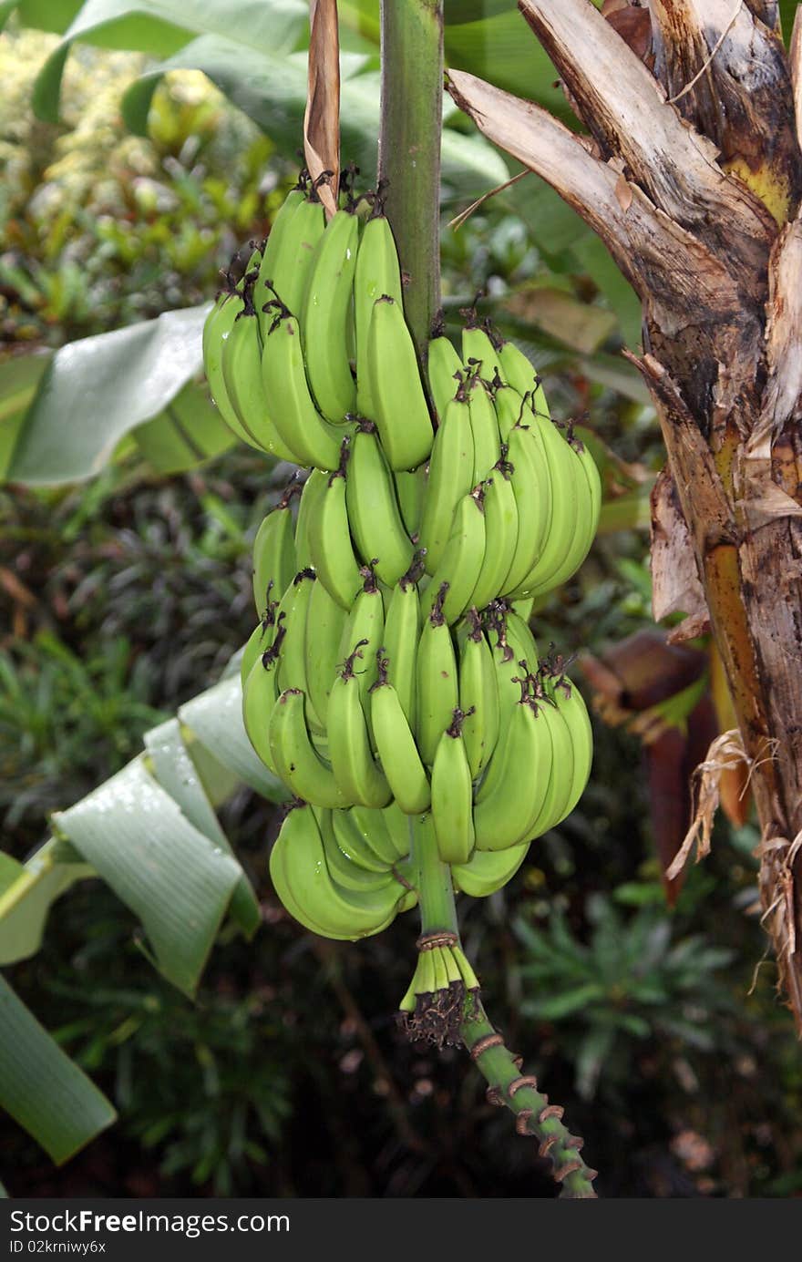 A picture of a bunch of bananas growing on a tree