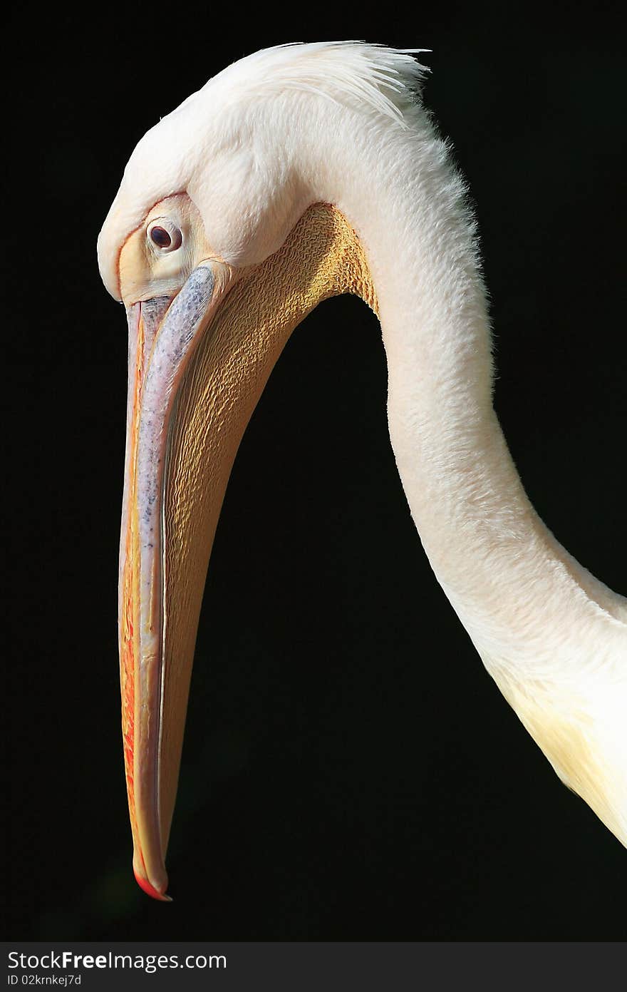 Pelican_01