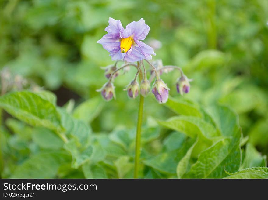 Potato bloosom