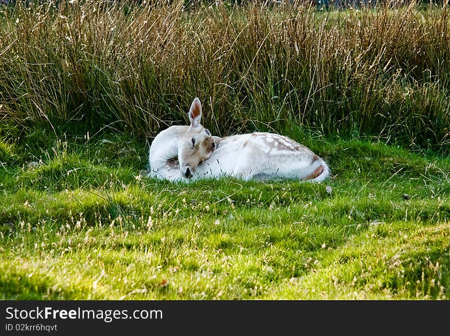 Young sleeping deer on the sunny juicy meadow