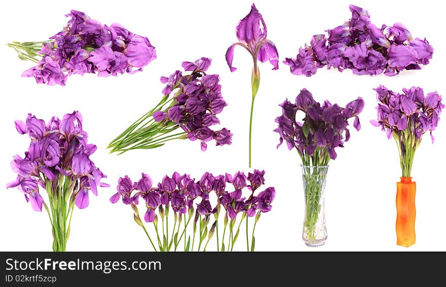 Set flowers irises, on a white background is isolated. Set flowers irises, on a white background is isolated.