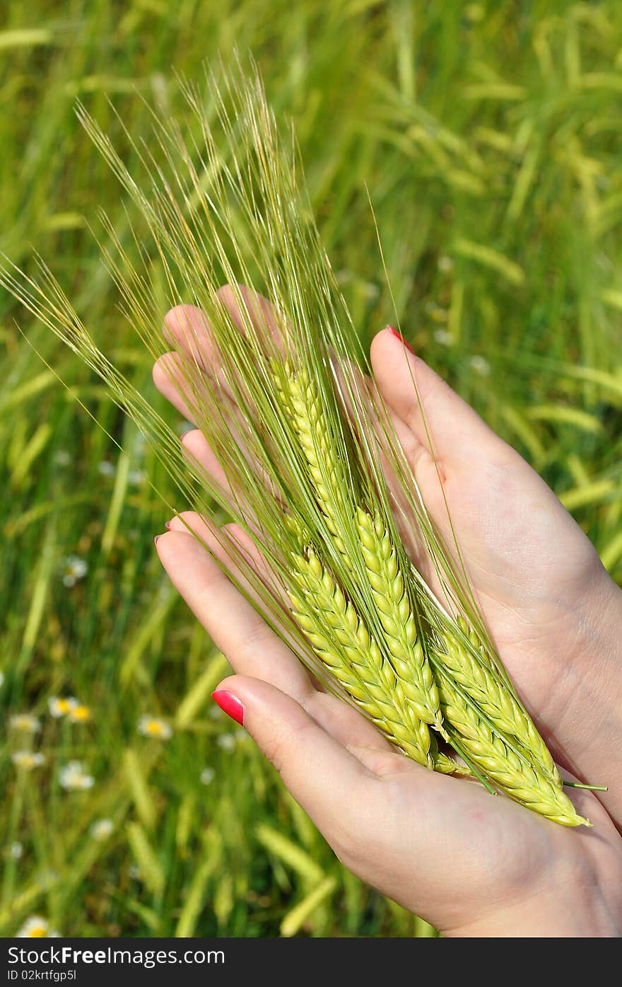 Woman holding fresh green wheat