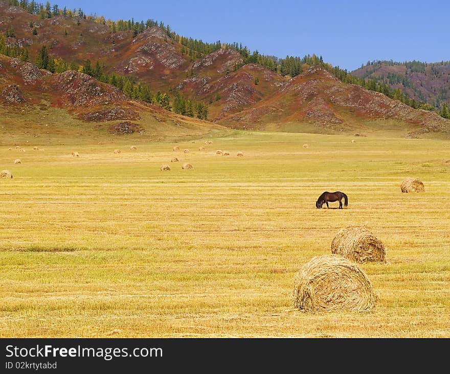 Horse Between Haystacks