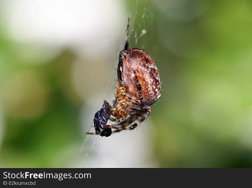 Closeup of a spider in its web