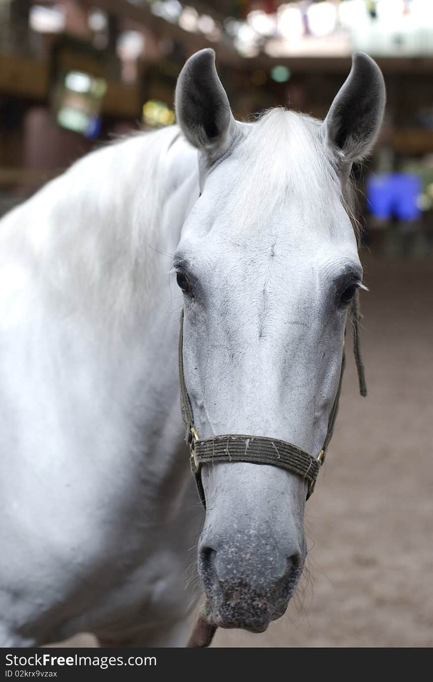 White horse in thailand dome