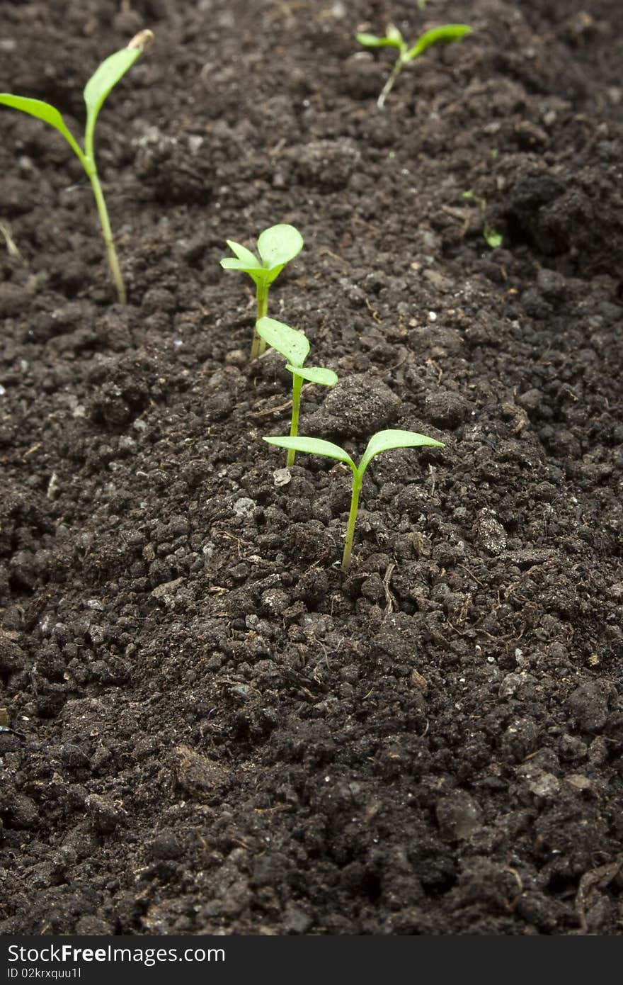 Germinating parsley