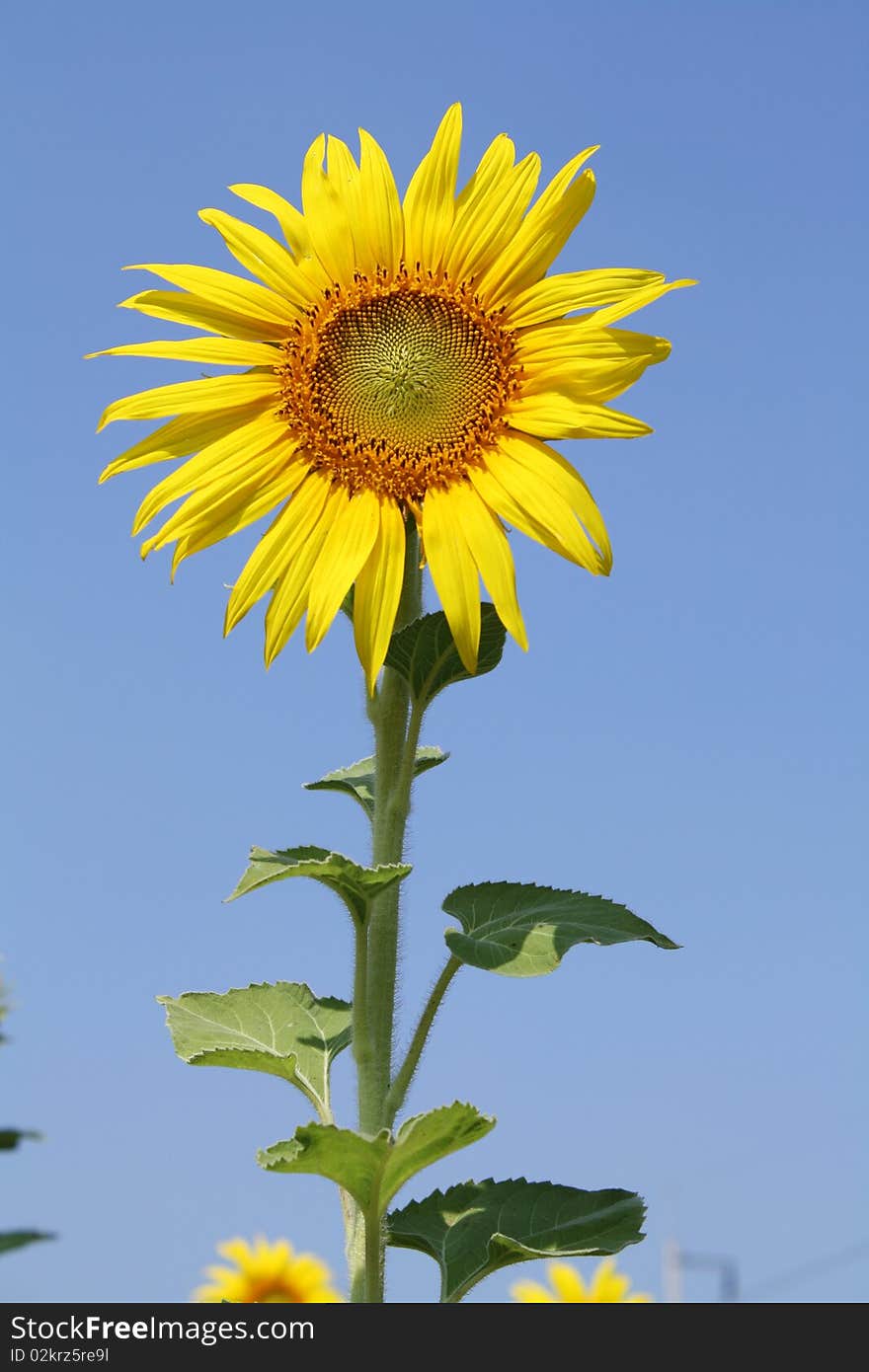 Herbaceous plant from a single stem up to 2 m high straight hairy oval leaves rough edges shall be. Flowers are larger. The central flower seeds. Yellow flowers turn to the east. The flowers are hidden and do not overlap. Herbaceous plant from a single stem up to 2 m high straight hairy oval leaves rough edges shall be. Flowers are larger. The central flower seeds. Yellow flowers turn to the east. The flowers are hidden and do not overlap.