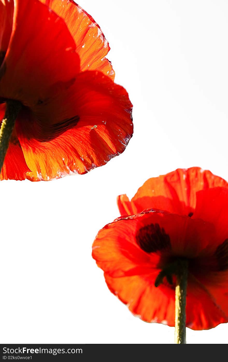 Poppies on a blue sky background