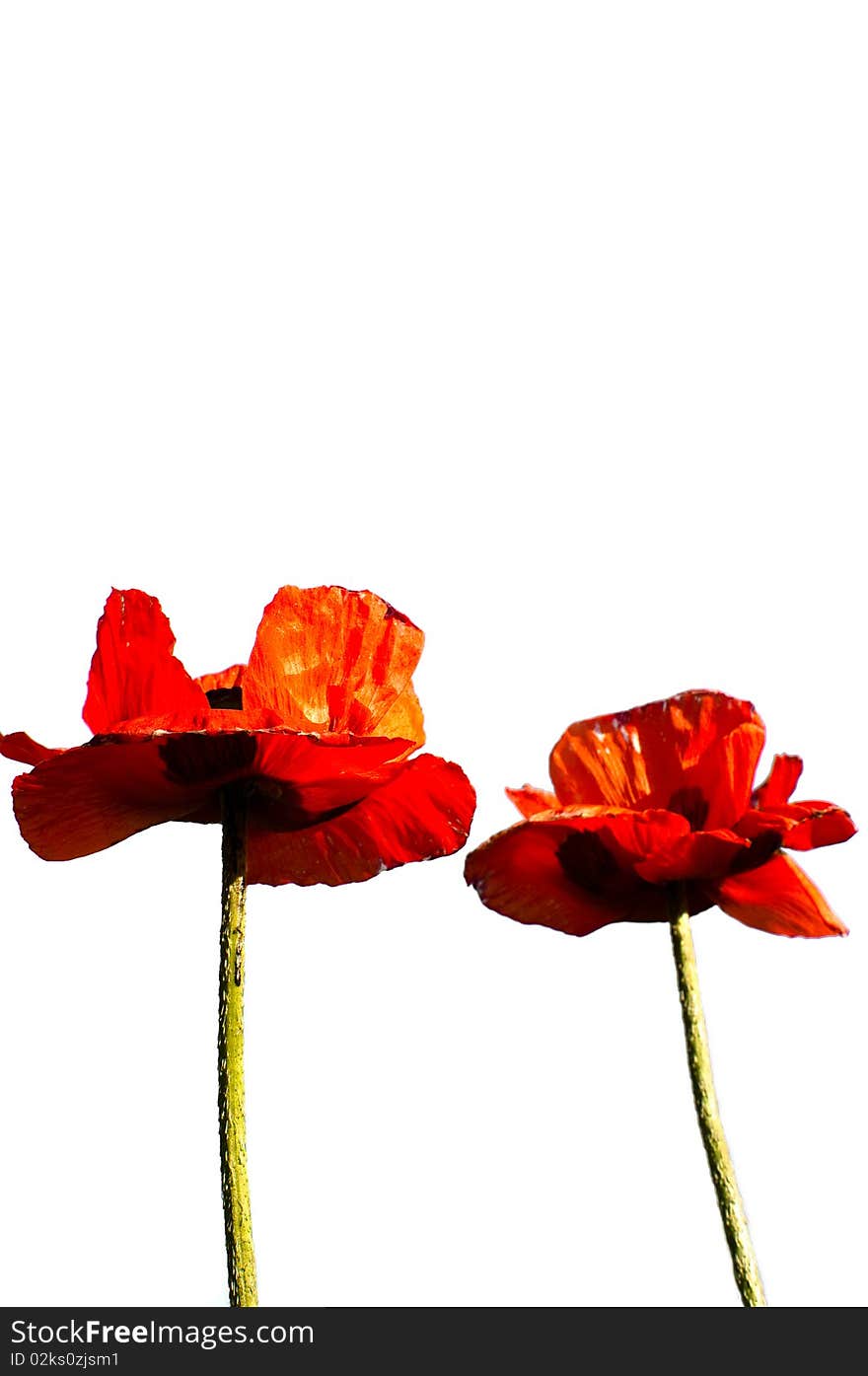 Poppies on a blue sky background