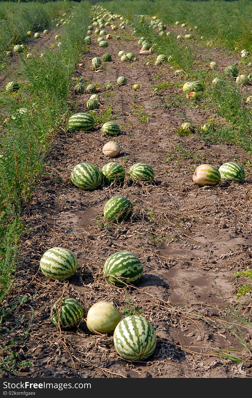 Ripe water-melons