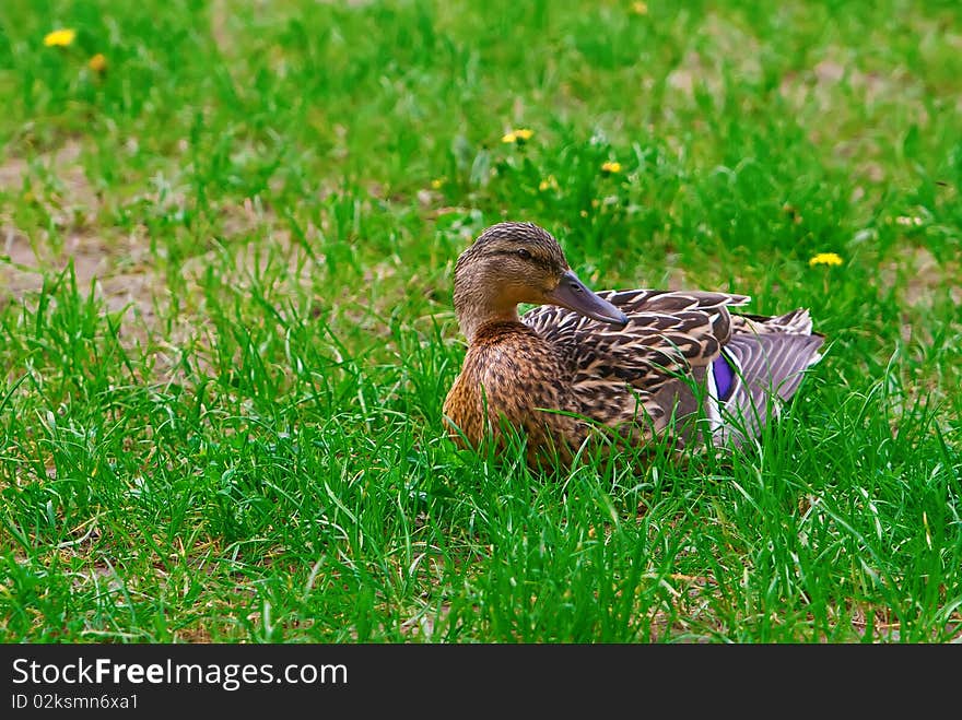 Brown Duck