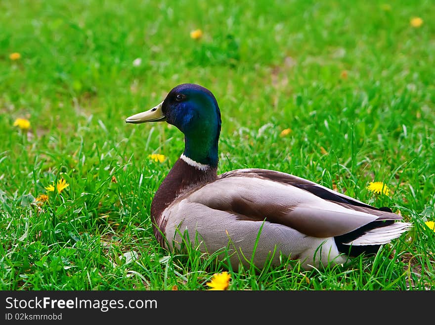 Close-up duck - drake on a green grass. Close-up duck - drake on a green grass