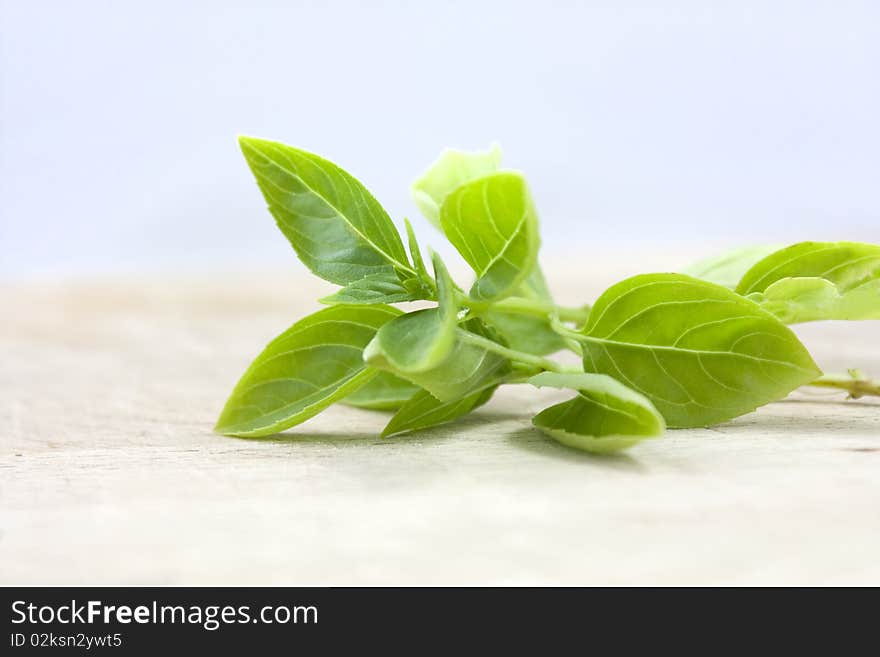 Macro studio shot of a piece of basil. Macro studio shot of a piece of basil