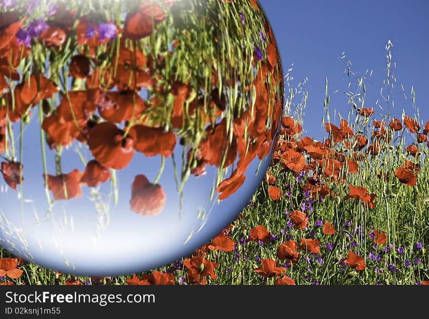 A field of poppies