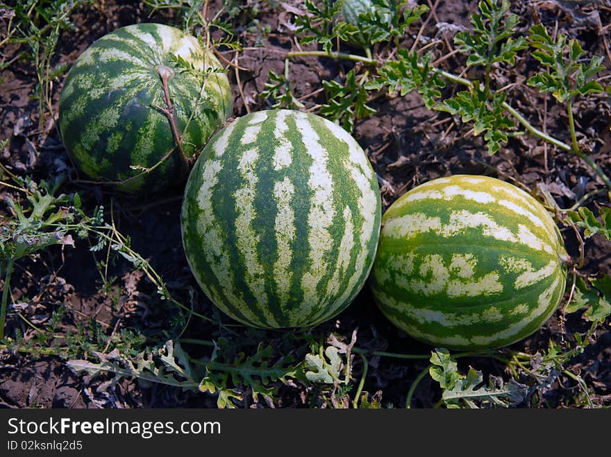 Ripe water-melons