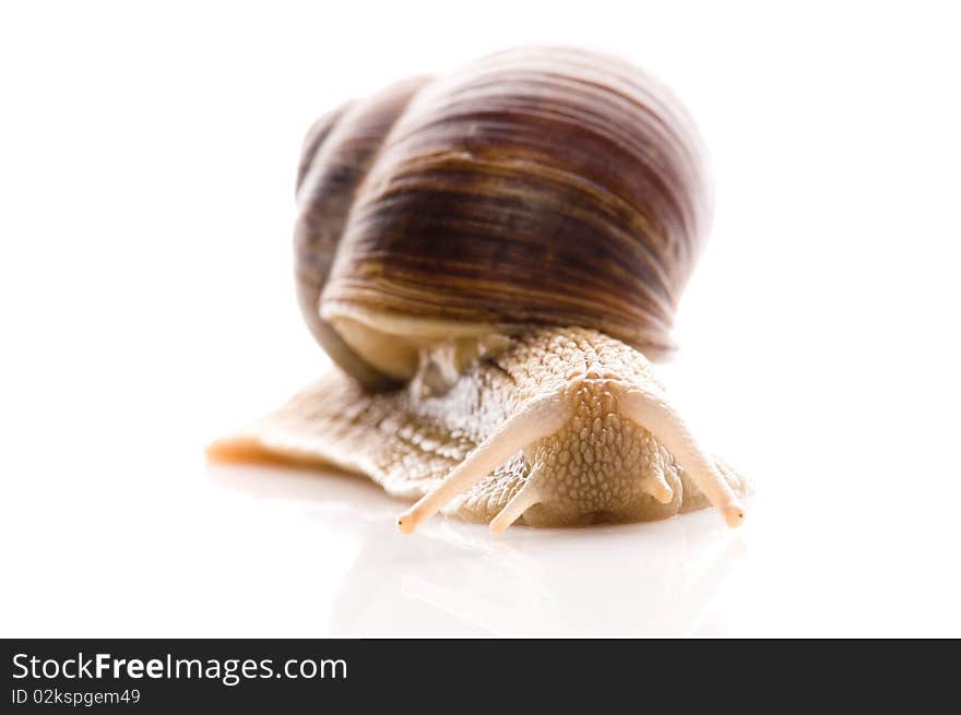 Snail. animal isolated on the white background