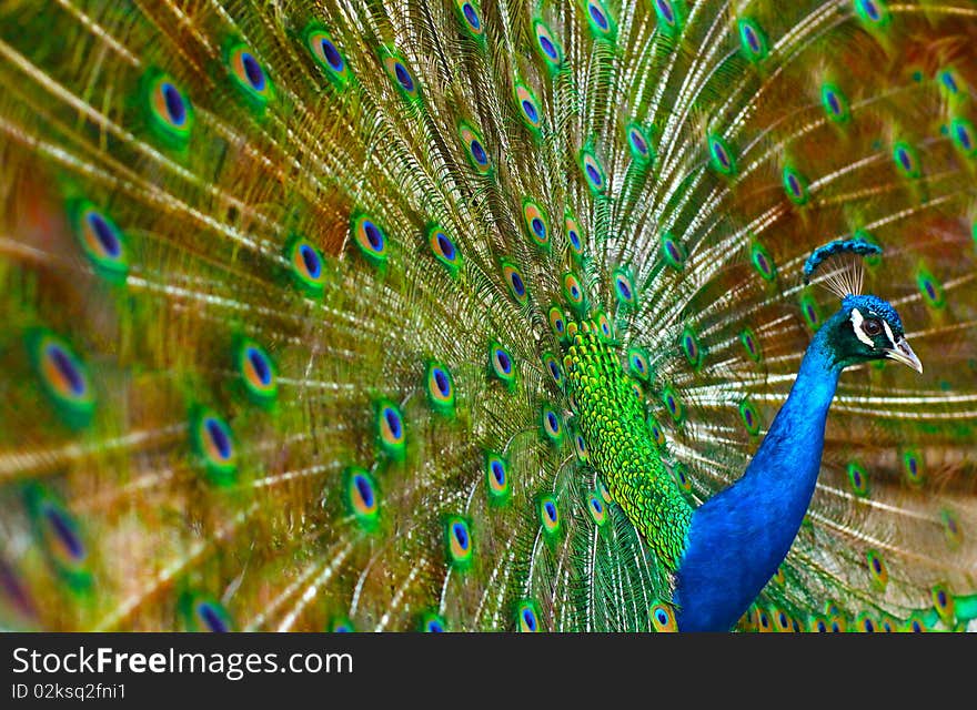 Peacock Love Dance Wing Show