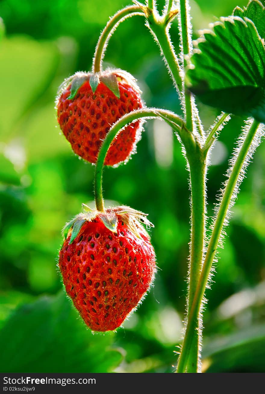 Strawberry