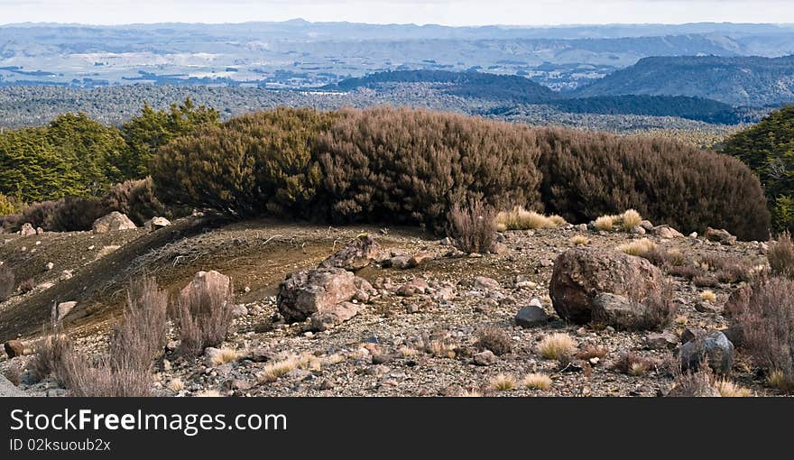 Shrubs on the hill, Mt Ruapehu, New Zealand