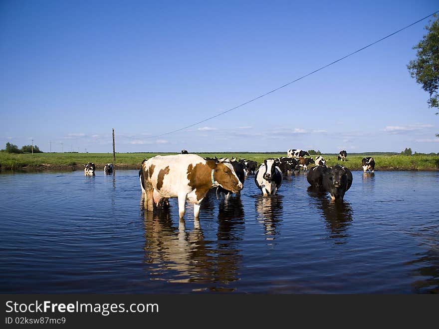 Cows stand in the river