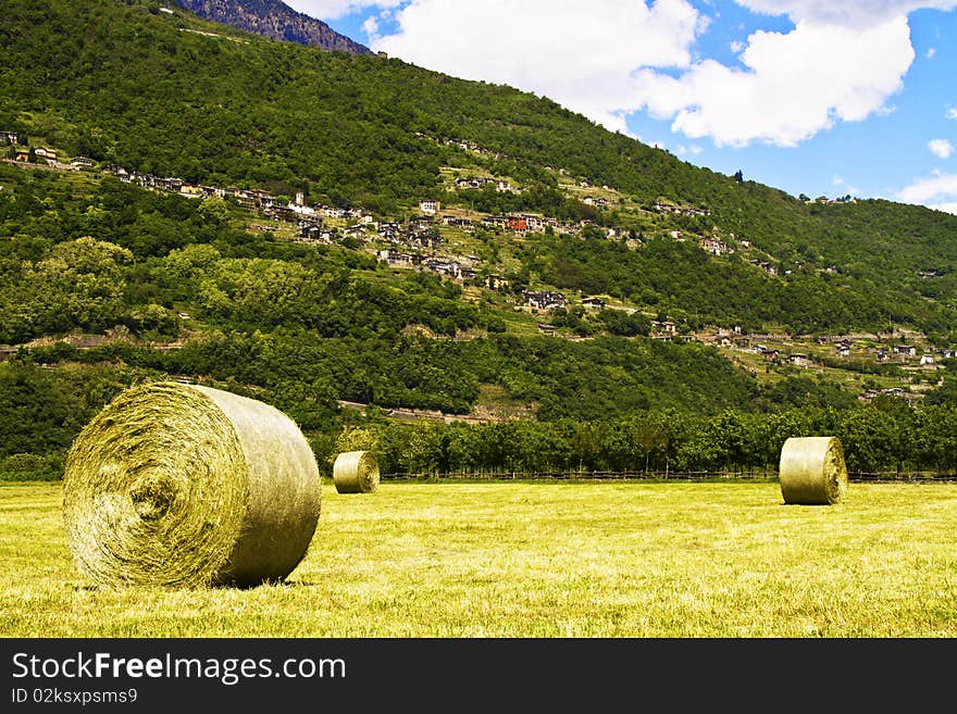 Lawn was where the grass swath