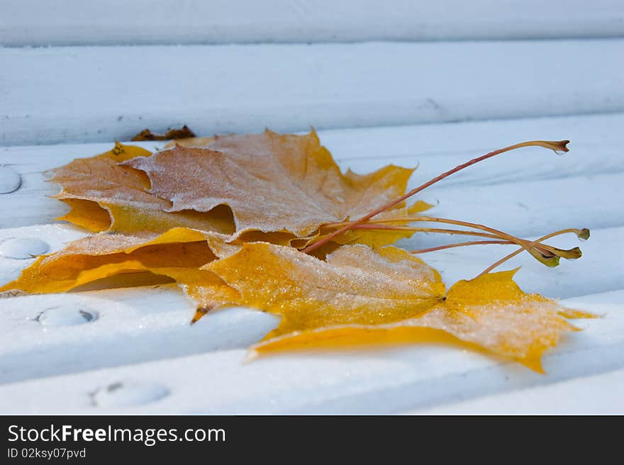 Frozen Maple leafes