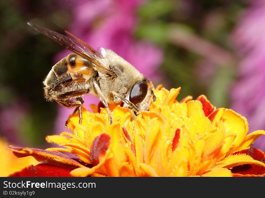 The bumblebee drinks nectar. Summer residence. The Flower.