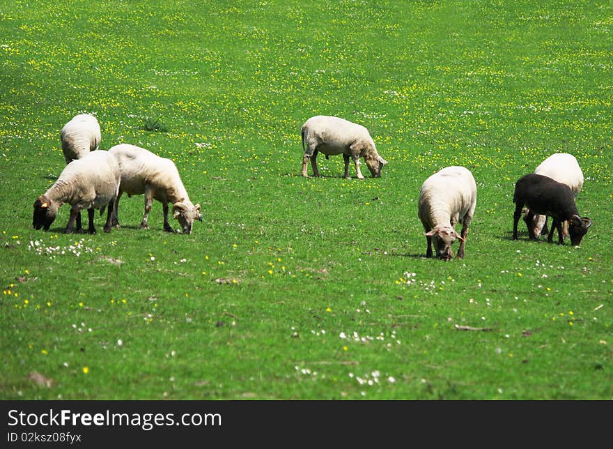 Sheep on a a pasture