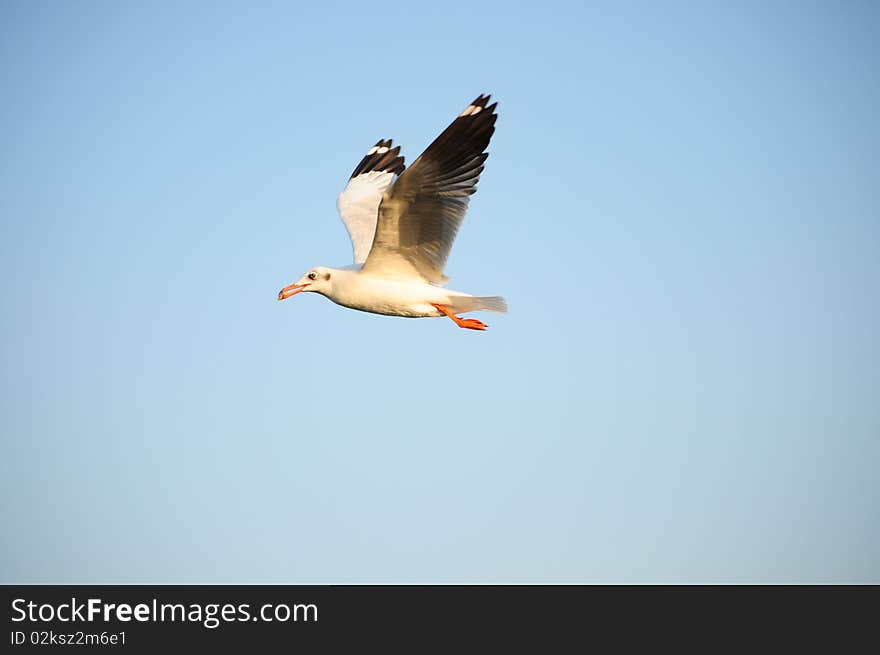 Seagull. powerful and free, flying against a clear blue sky.