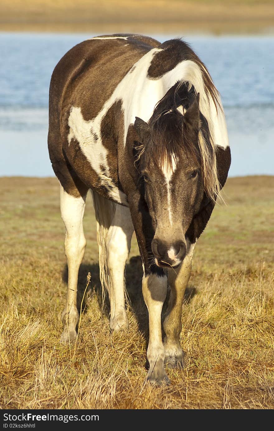 A brown and white horse grazing, with water in the background. A brown and white horse grazing, with water in the background