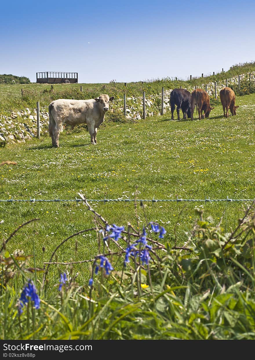 Farm cows cattle grazing in meadow