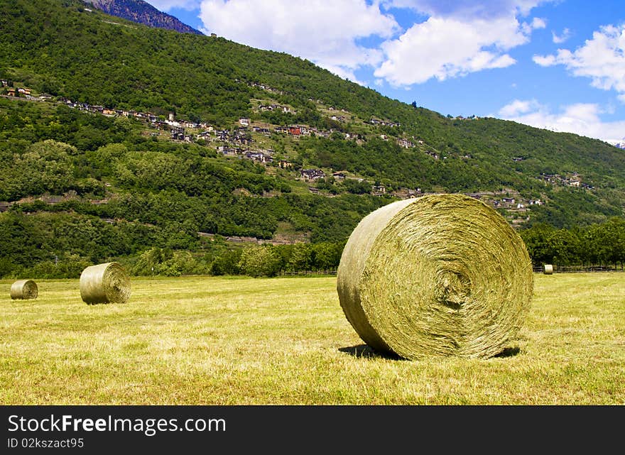 Lawn was where the grass swath