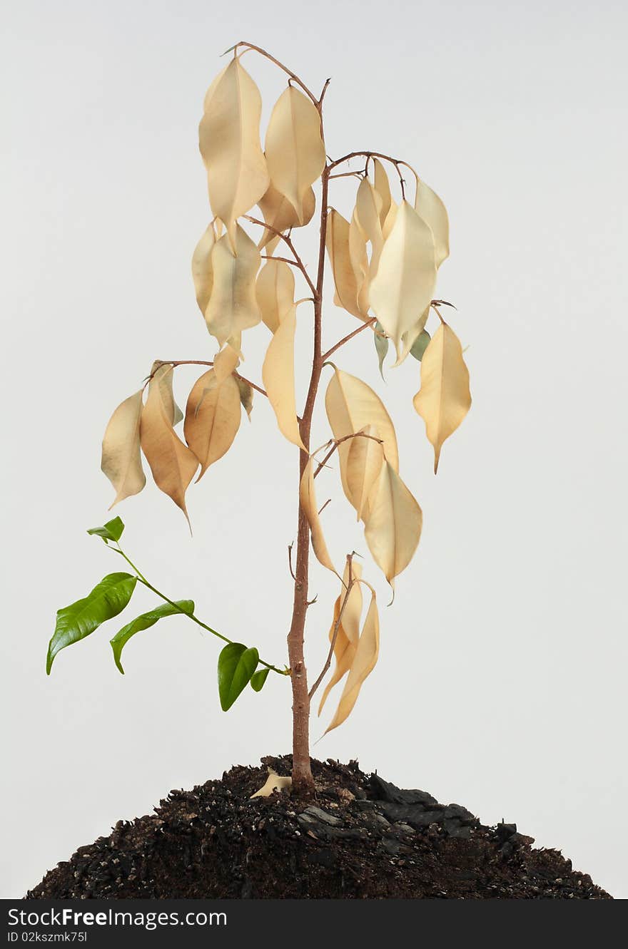 Dried plant with a new young green leaves. Dried plant with a new young green leaves