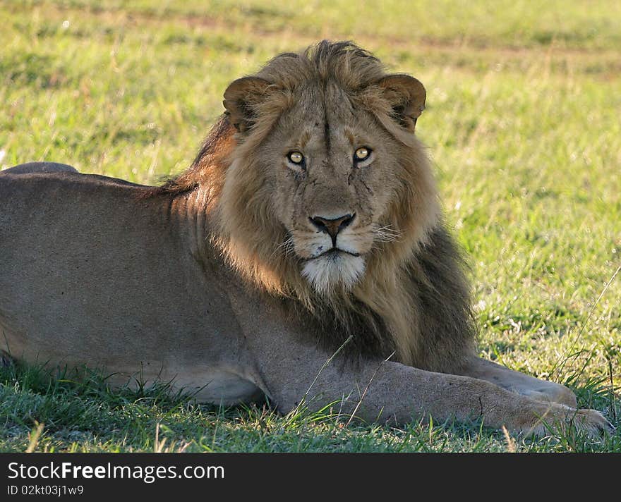 Young Male Lion