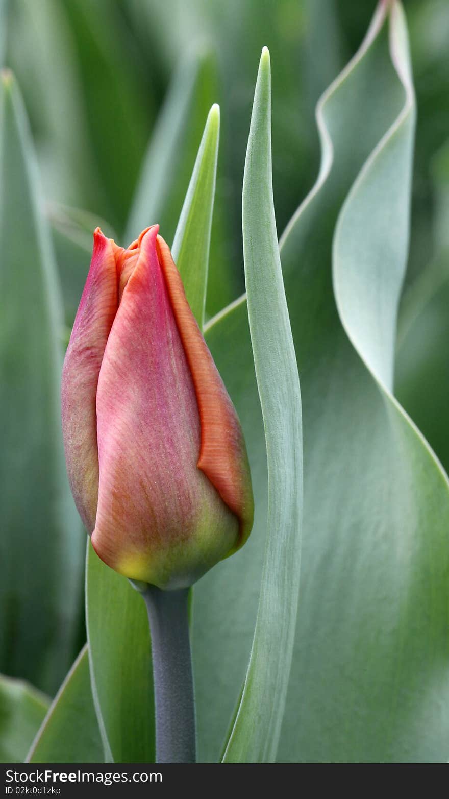 Red tulip relating to green leaves