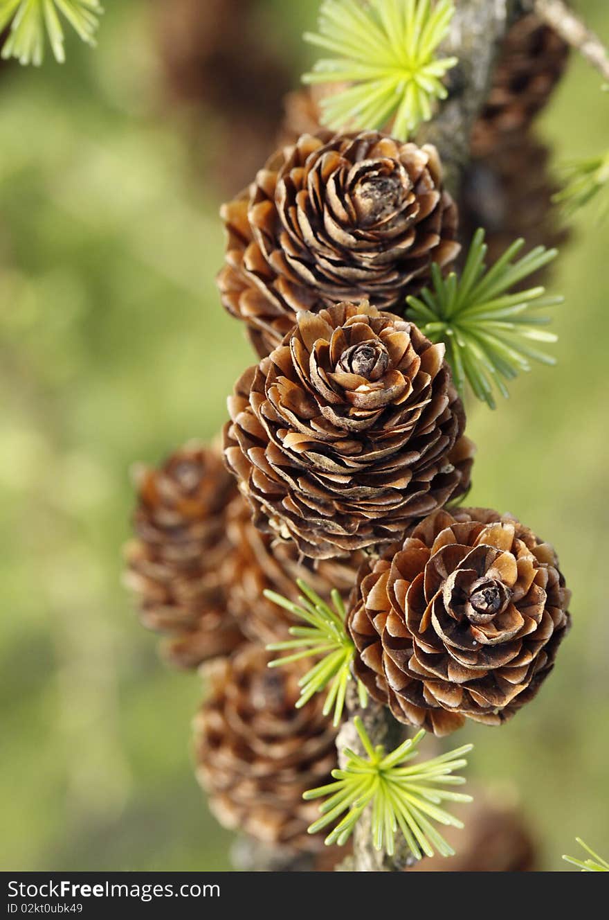 European Larch foliage and cones