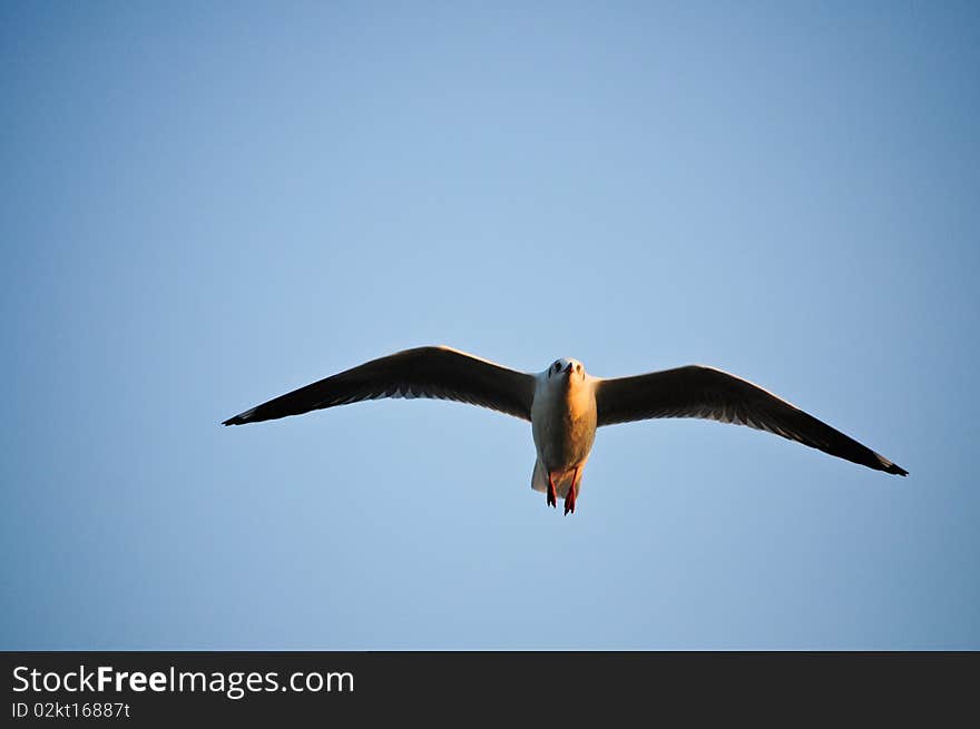 Seagull. powerful and free, flying against a clear blue sky.