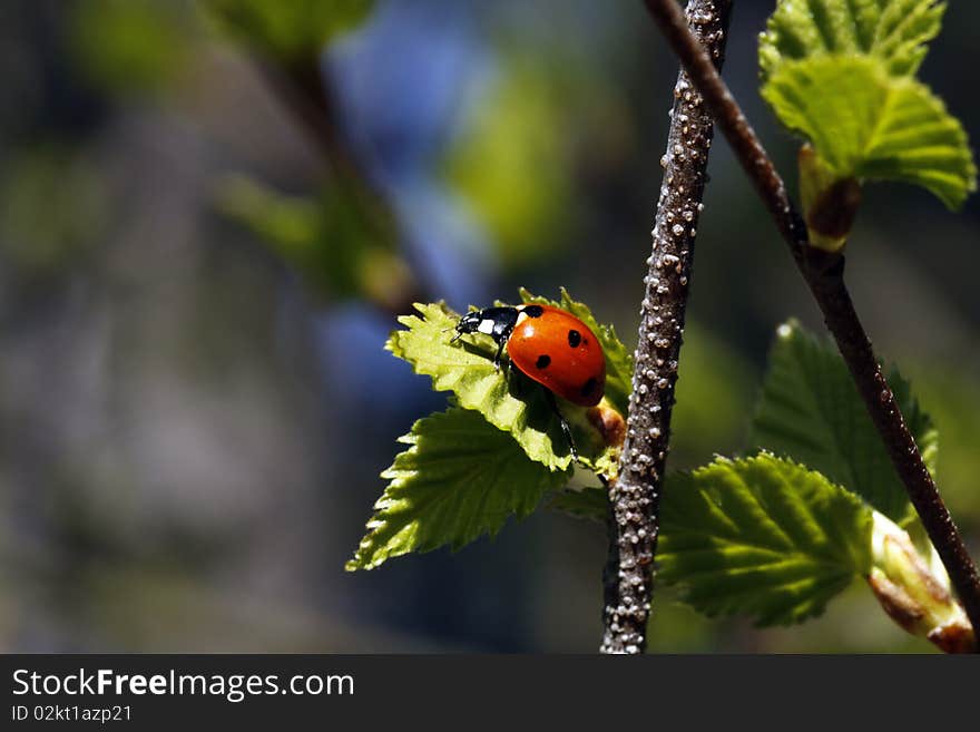 Ladybird