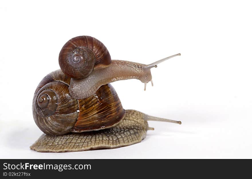 Edible snails on the white background