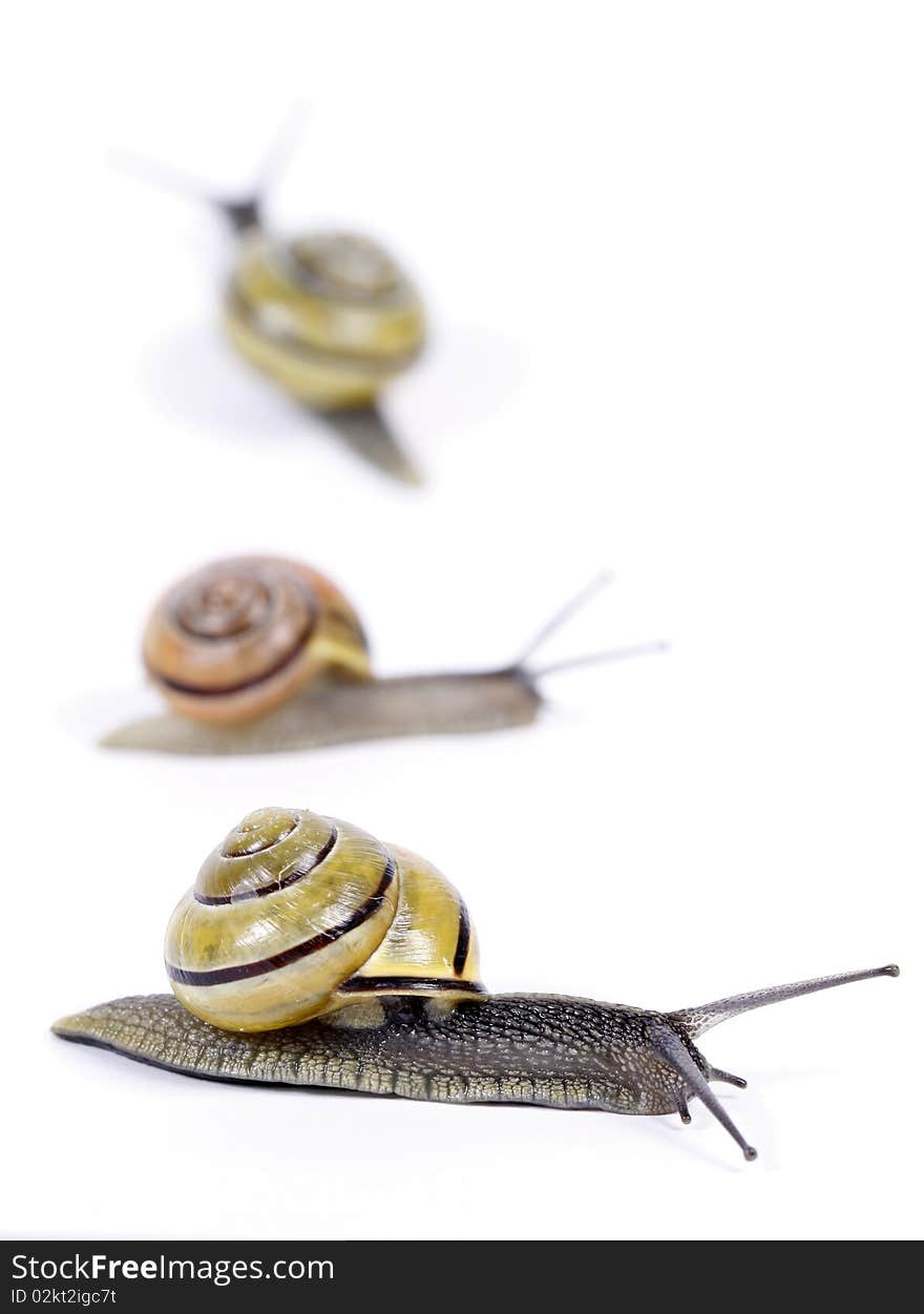 White-lipped Snails