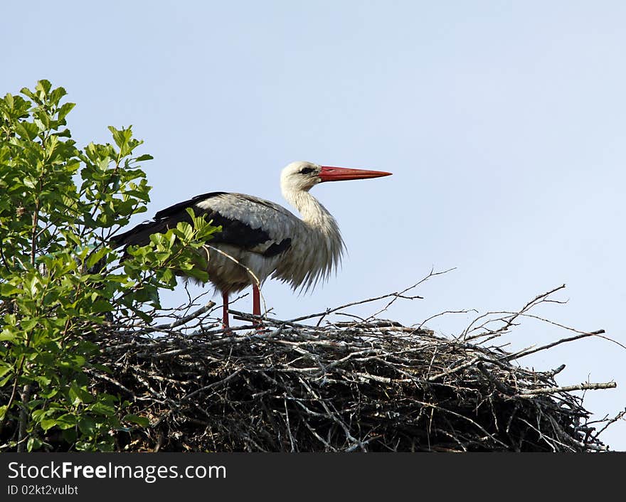 Stork