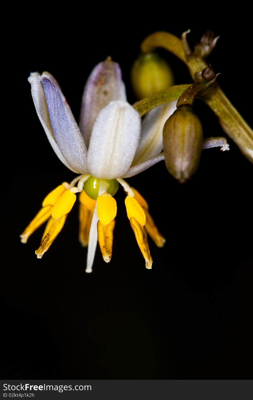 Flower in forest on dark background image