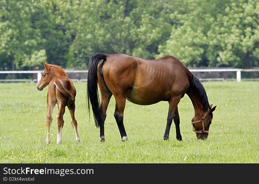 Mare with the foal on the paddock. Mare with the foal on the paddock