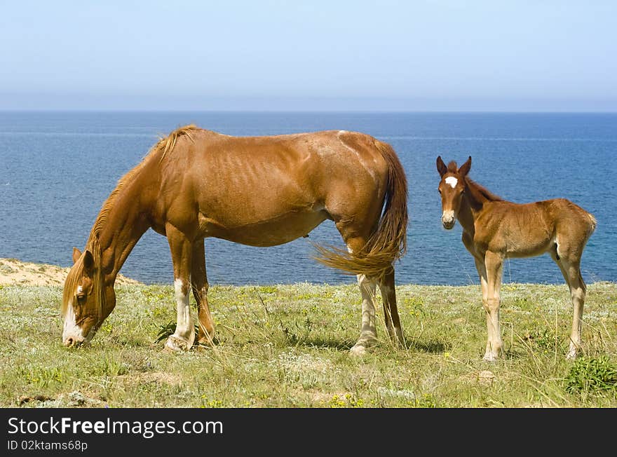 Horses grazing in front of the sea. Crimea. Ukraine