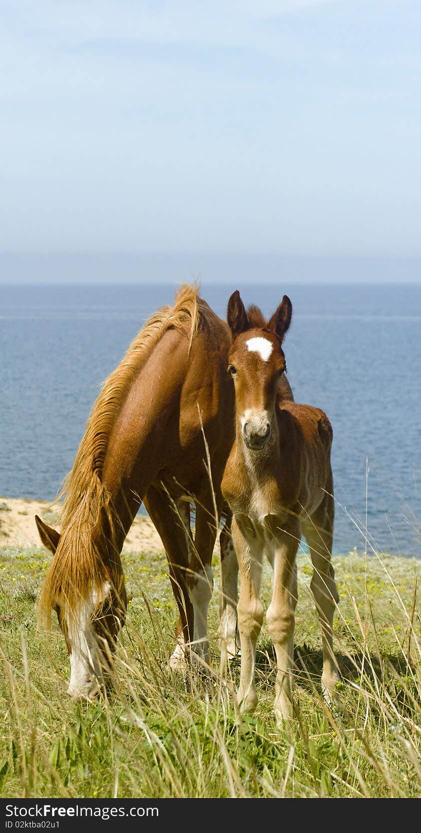 Mare and foal in front of the sea. Mare and foal in front of the sea.