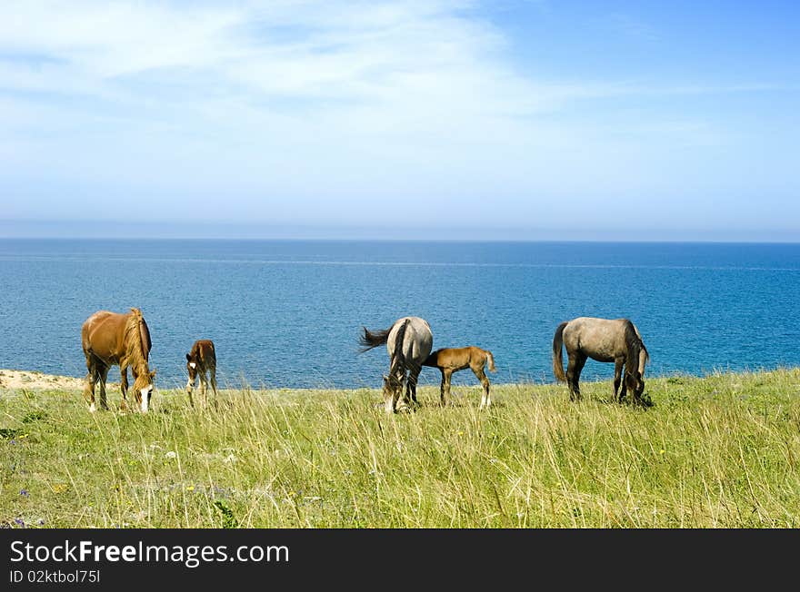 Horses grazing in front of the sea. Crimea. Ukraine