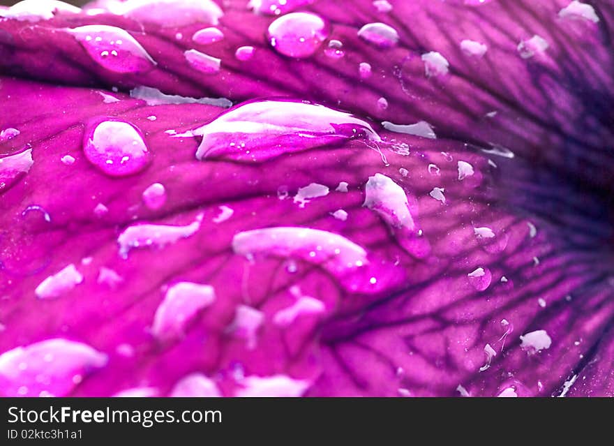 Pink flower with water drops