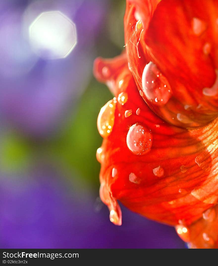 Closeup of red flower with water drops. Closeup of red flower with water drops